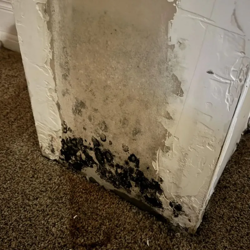 Professional Mold Removal in Butler County, PA